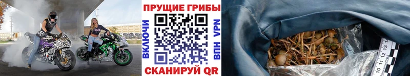 KRAKEN сайт где найти Карабаново Галлюциногенные грибы MAGIC MUSHROOMS